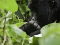 I Gorilla di Montagna Congo 2011