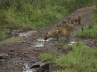 Uganda animali 2011