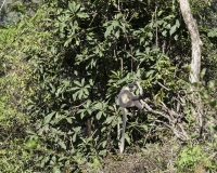 The capped langur, Trachypithecus pileatus  Foto N. POA6566