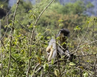 The capped langur, Trachypithecus pileatus  Foto N. POA6573