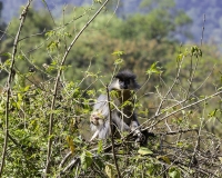 The capped langur, Trachypithecus pileatus  Foto N. POA6574