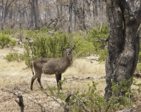 Antilope  - Cobo - Kobus Ellipsiprymnus Ogilby -  Waterbuck Foto AOK n. 4254