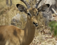 Impala – Aepyceros melampus- Impala Foto AOK n. 4262