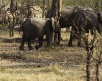 Elefante – Loxodonta africana - Elephant Foto AOK n. 4293