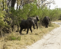 Elefante – Loxodonta africana - Elephant Foto AOK n. 4297