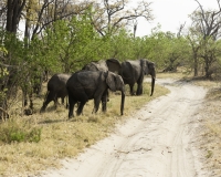 Elefante – Loxodonta africana - Elephant Foto AOK n. 4299