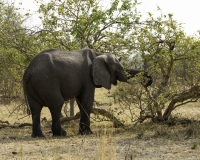 Elefante – Loxodonta africana - Elephant Foto AOK n. 4366