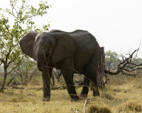 Elefante – Loxodonta africana - Elephant Foto AOK n. 4369