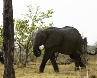 Elefante – Loxodonta africana - Elephant Foto AOK n. 4370