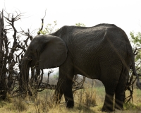 Elefante – Loxodonta africana - Elephant Foto AOK n. 4373