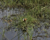 Jacana  africana -Actophilornis africanus -  African Jacanas  Foto AOK n. 4422