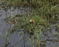 Jacana  africana -Actophilornis africanus -  African Jacanas  Foto AOK n. 4424