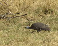 Gallina Faraona – Numida Meleagris - Guinea Fowl Foto AOK n. 4441