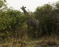 Zebra- Equus zebra – Zebra  Foto AOK n. 4458