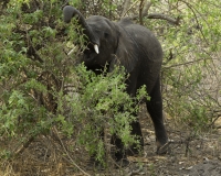 Elefante – Loxodonta africana – Elephant Foto AOK n. 4480