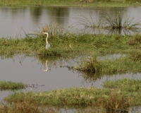 Airone Cinerino - Ardea cinerea - Grey Heron  Foto AOK n. 4485