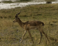 Impala – Aepyceros melampus- Impala  Foto AOK n.4491