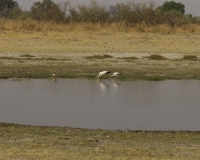 Tantalo Beccogiallo - Mycteria ibis -Yellow Billed Storks Foto AOK n. 4498