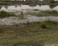 Oca Egiziana - Alopochen Aegyptiacus - Egyptian Goose Foto AOK n. 4515