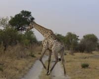 Giraffa - Giraffa Camelopardalis - Giraffe Foto AOK n. 4547