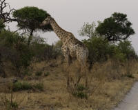 Giraffa - Giraffa Camelopardalis - Giraffe Foto AOK n. 4549