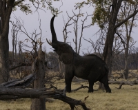 Elefante – Loxodonta africana – Elephant Foto AOK n. 4571