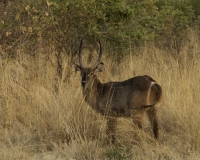 Cobo - Kobus Ellipsiprymnus Ogilby -  Waterback Foto AOK n. 4574