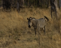 Zebra- Equus Zebra – Zebra Foto AOK n. 4582