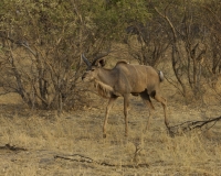 Impala – Aepyceros Melampus- Impala Foto AOK n. 4600