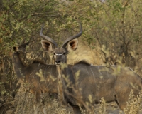 Impala – Aepyceros Melampus- Impala Foto AOK n. 4604