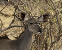 Impala – Aepyceros Melampus- Impala Foto AOK n. 4606