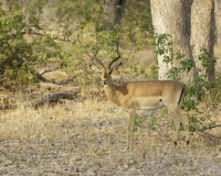 Impala – Aepyceros Melampus- Impala Foto AOK n. 4622