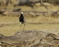 Pavoncella Armata - Vanellus armatus - Blacksmith Plover Foto AOK n. 4627