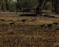 Cercopiteco verde - Chlorocebus pygerythrus – Vervet monkey  Foto AOK n.4637