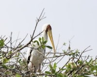 Tantalo beccogiallo - Mycteria ibis -Yellow billed storks Foto AOK n. 4666