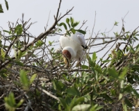 Tantalo beccogiallo - Mycteria ibis -Yellow billed storks Foto AOK n. 4667