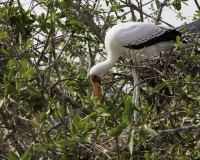 Tantalo beccogiallo - Mycteria ibis -Yellow billed storks Foto AOK n. 4669
