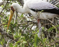 Tantalo beccogiallo - Mycteria ibis -Yellow billed storks Foto AOK n. 4672