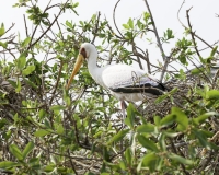 Tantalo beccogiallo - Mycteria ibis -Yellow billed storks Foto AOK n. 4687