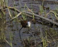 Jacana  africana -Actophilornis africanus -  African Jacanas  Foto AOK n. 4705