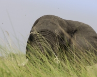 Elefante – Loxodonta africana – Elephant Foto AOK n. 4710