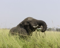 Elefante – Loxodonta africana – Elephant Foto AOK n. 4723