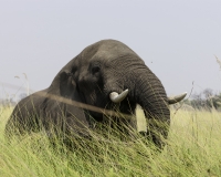 Elefante – Loxodonta africana – Elephant Foto AOK n. 4725