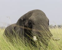 Elefante – Loxodonta africana – Elephant Foto AOK n. 4729