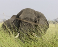 Elefante – Loxodonta africana – Elephant Foto AOK n. 4732