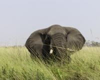 Elefante – Loxodonta africana – Elephant Foto AOK n. 4734