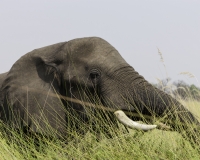 Elefante – Loxodonta africana – Elephant Foto AOK n. 4736