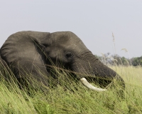 Elefante – Loxodonta africana – Elephant Foto AOK n. 4737