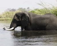 Elefante – Loxodonta africana – Elephant Foto AOK n. 4739