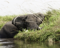 Elefante – Loxodonta africana – Elephant Foto AOK n. 4745